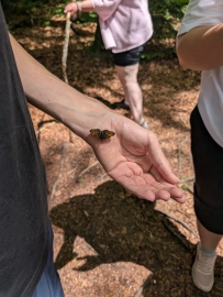 Chiemseefreizeit mit Hand mit Schmetterling