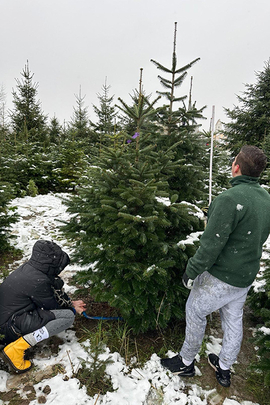 Jugendliche aus dem Don Bosco Zentrum Regensburg schlugen auf dem Christbaumhof Gierstorfer in Thalmassing Weihnachtsbäume für ihre Wohngruppen